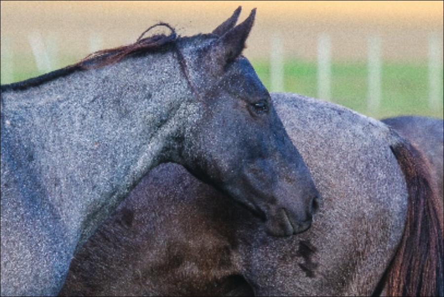 De Peón y de Soldado